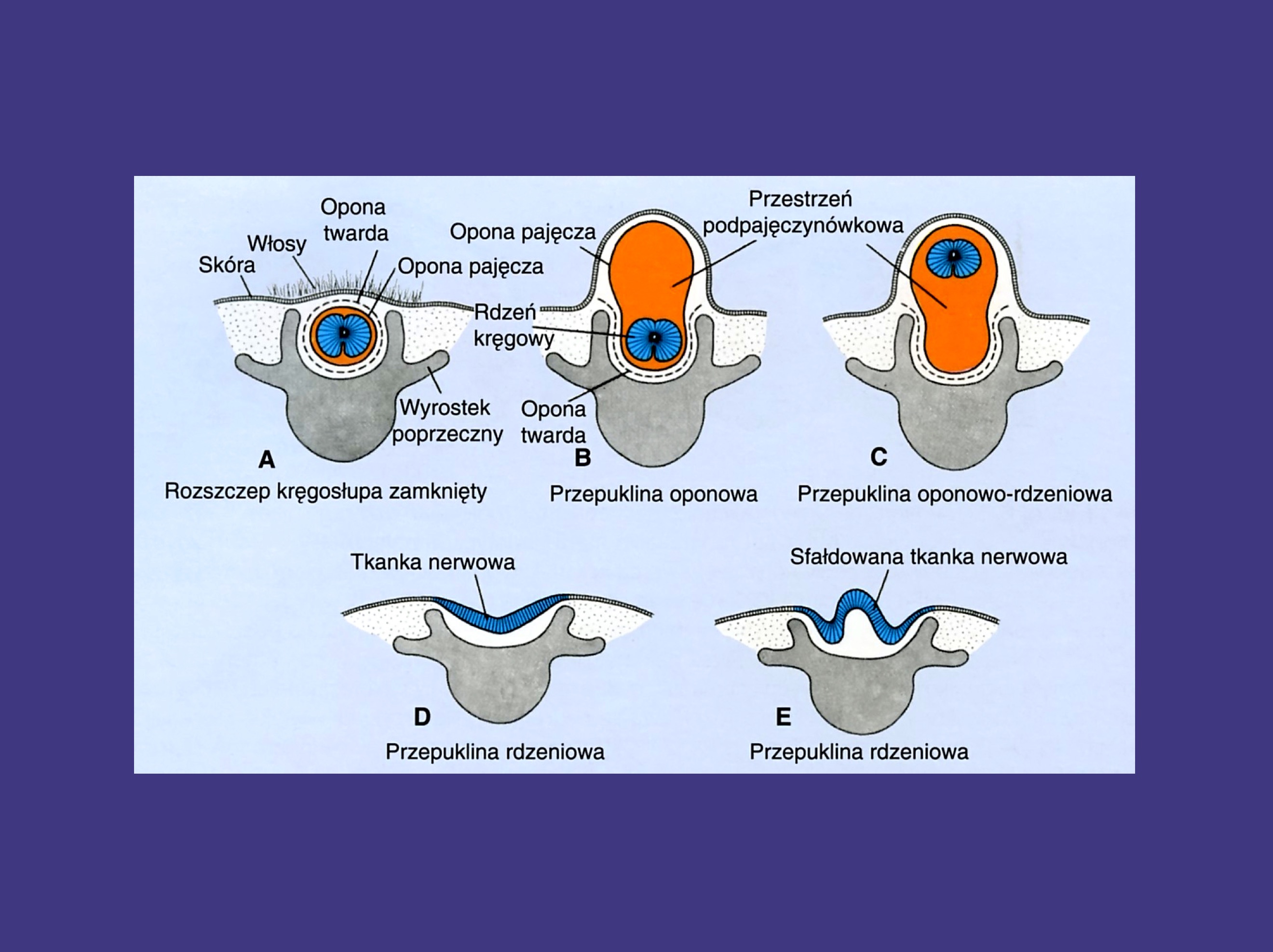 <p>łuki kręgów</p>