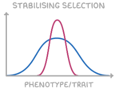 <ul><li><p>selects for the average phenotype and selects against extreme phenotypes</p></li><li><p>increases allele frequency for average phenotype, decreases frequency for extremes</p></li><li><p>narrows curve</p></li><li><p>e.g. human birth weights</p></li></ul><p></p>