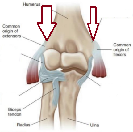 <p>A bony bump near the condyle where muscles and ligaments attach</p>