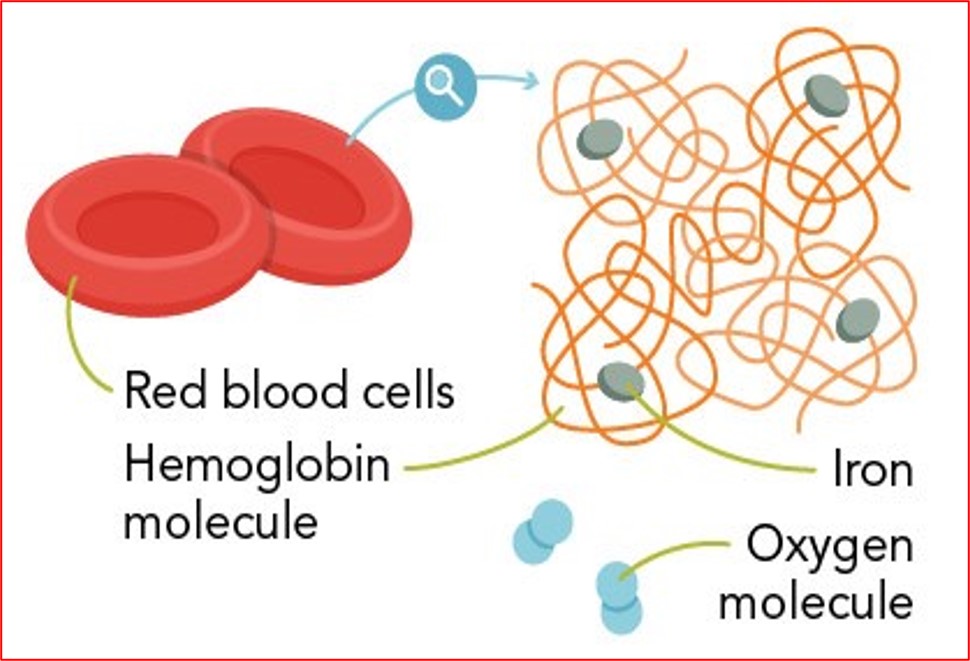 <p>Iron Deficiency Anemia: pathophysiology</p>