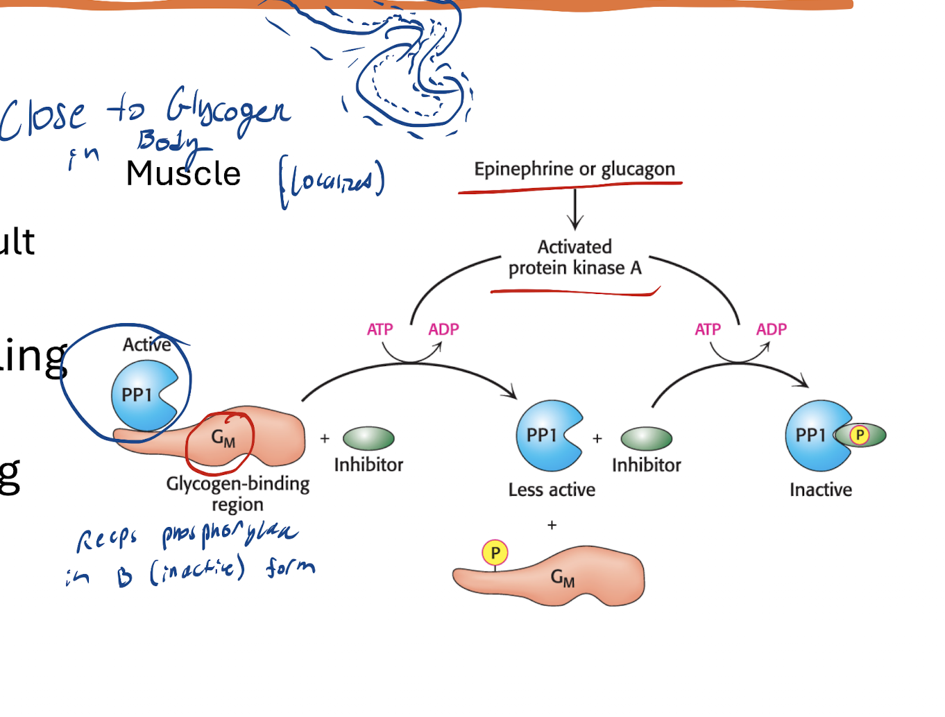 <p>Epi activates PKA → Gm subunit phosphorylated (and the enzymes) → PP1 dissociates from Gm → Another phosphorylation of PP1 binds it to a phosphorylated inhibitor, deactivating PP1</p><p></p><p>Result: </p><ul><li><p>Glycogen Synthase Kinase→ Phosphorylated → b (inactive form)</p><ul><li><p>Glycogen Synthase Kinase then phosphorylates Glycogen Synthase (a, active, dephosphorylated form) → Phosphorylated Glycogen Synthase, b form, inactivated → No Glycogen formation. </p></li></ul></li><li><p>Glycogen Phosphorylase Kinase → Phosphorylated </p><ul><li><p>Glycogen Phosphorylase Kinase then phosphorylates Glycogen phosphorylase (b, inactive, dephosphorylated form) → Phosphorylated Glycogen phosphorylase, a form, activated → Glycogen breakdown</p></li></ul></li></ul><p></p>
