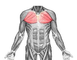 <p>chest</p>