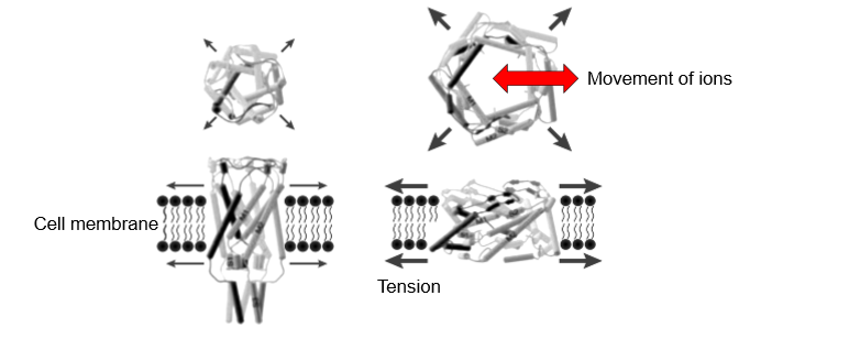 <ul><li><p>form pores</p></li><li><p>TRPV4- transient receptor potential vanilloid 4 </p></li><li><p>opening of pore allows ions to enter and leave which can lead to a signalling cascade </p></li></ul><p></p>