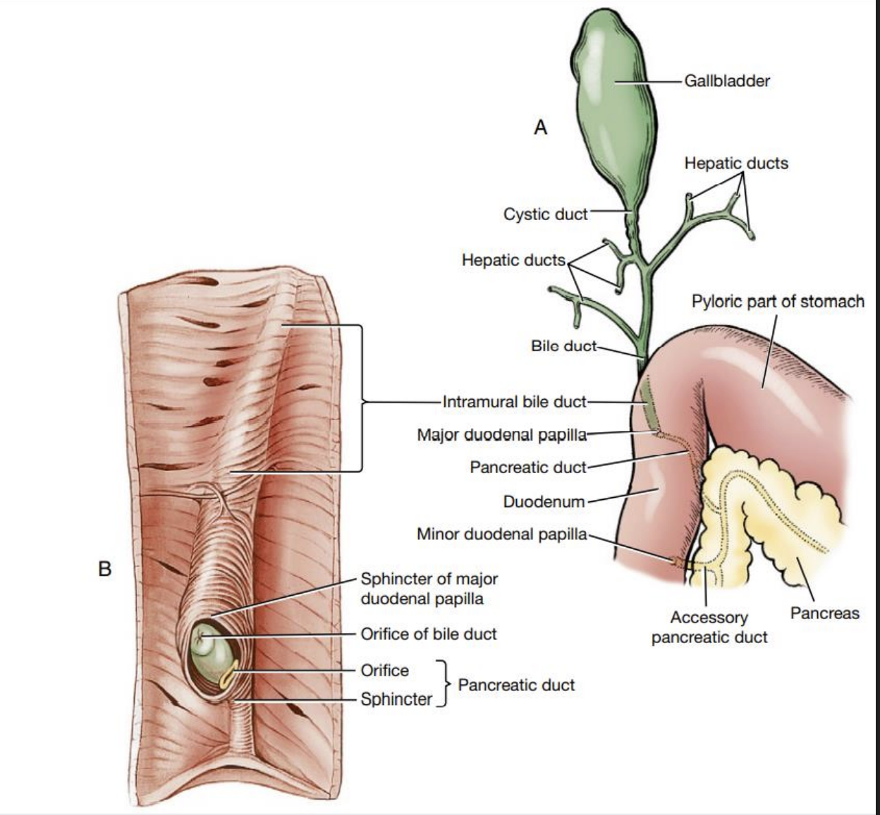 <p>Pancreatic duct (greater) opens into the duodenum together or just beside the bile duct</p><p></p><p>Accessory pancreatic duct (lesser) opens on the opposite</p><p></p><p>In some species only one duct commonly survives (sheep, pig)</p>
