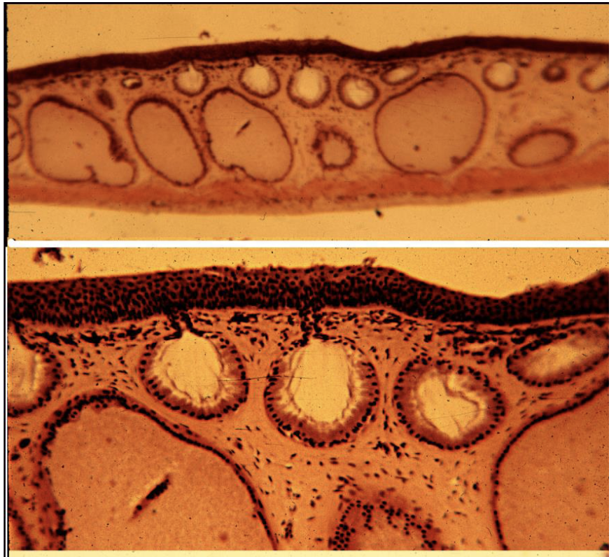 <p>Name the tissue</p>