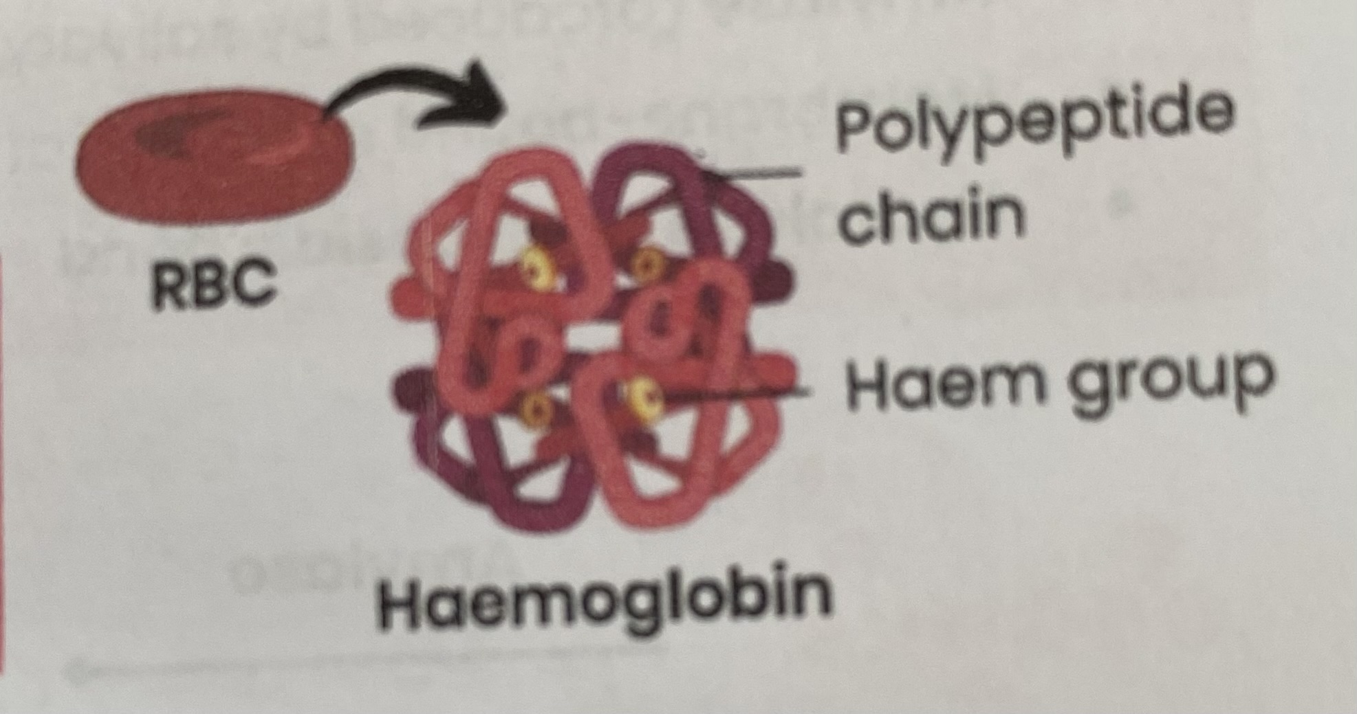 <ul><li><p><strong>Protein</strong> with a <strong>quaternary</strong> structure</p></li><li><p>Made of <strong>4 polypeptide chains </strong></p></li><li><p>Each chain contains a <strong>Haem group</strong> containing an <strong>iron ion </strong>(Fe2+)</p></li></ul><p></p>