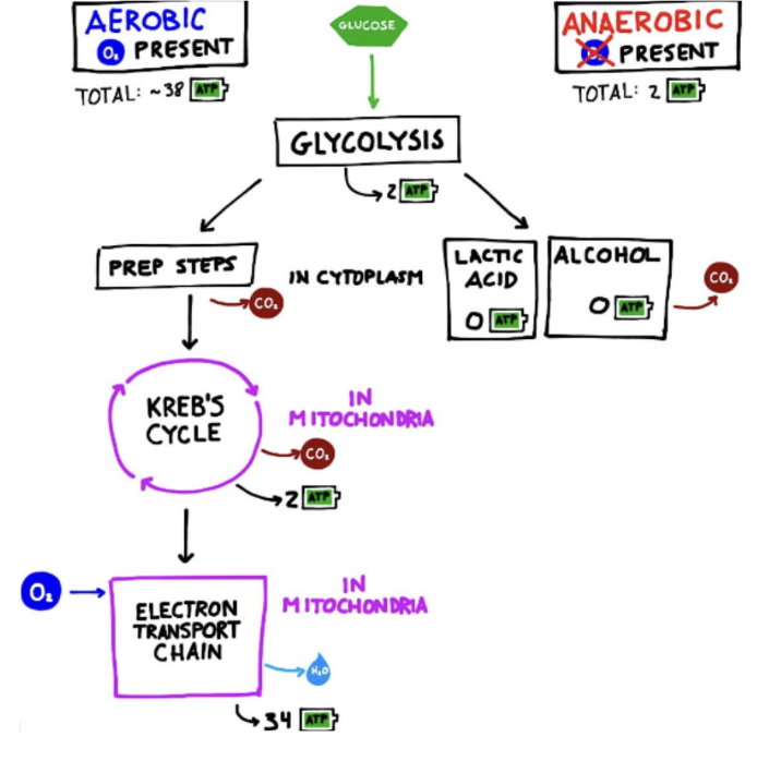 <p>a.k.a: fermentation → allows cells to produce <strong>small amounts</strong> of ATP (via glycolysis) from glucose when there is <strong>no oxygen available</strong></p><ul><li><p>Occurs <strong>entirely</strong> in the cytoplasm</p></li></ul><p></p>