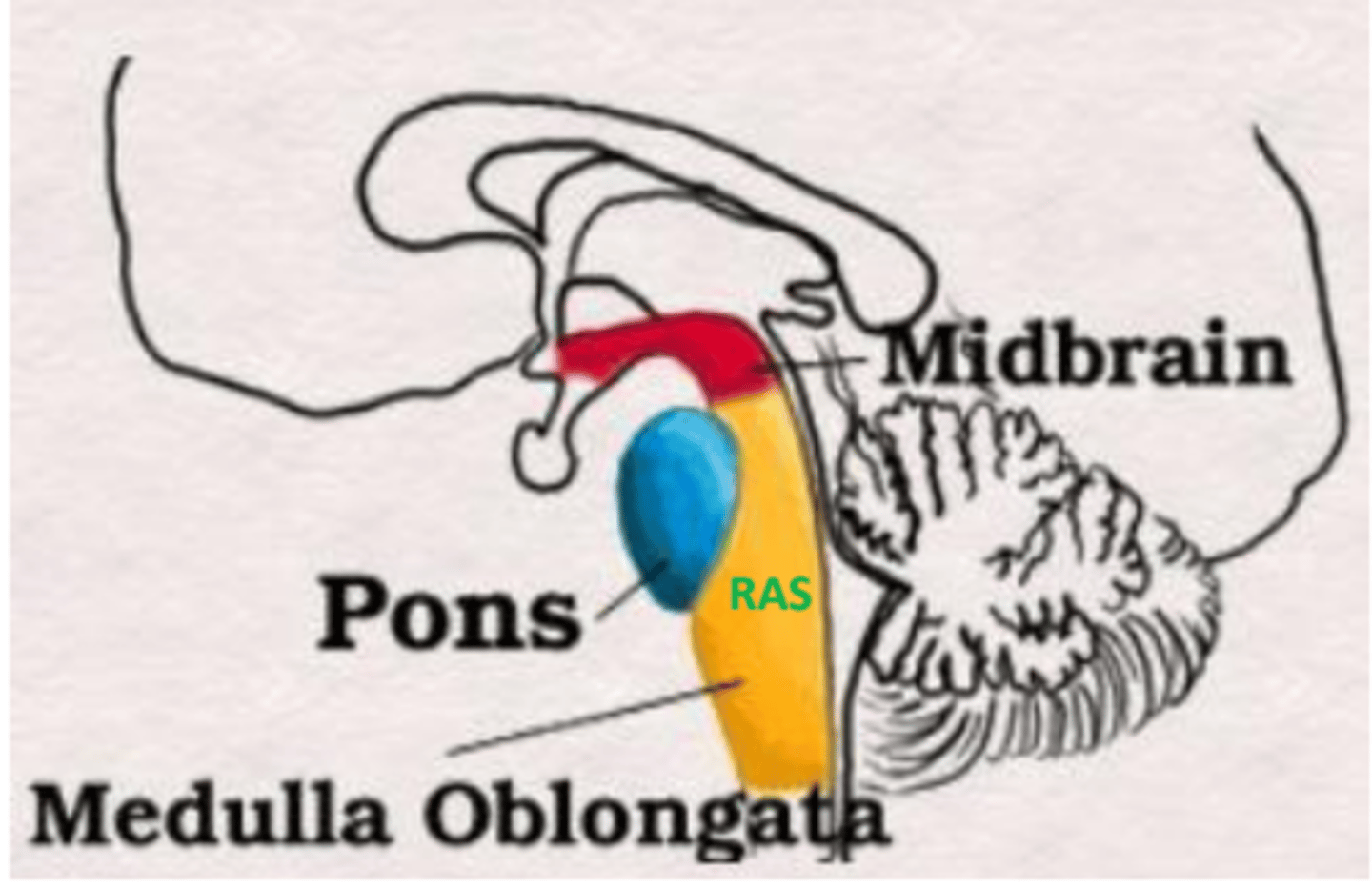<p>retikulārā aktivizējošā sistēma (RAS), tā atbild par nespecifiskajām CNS funkcijām</p>