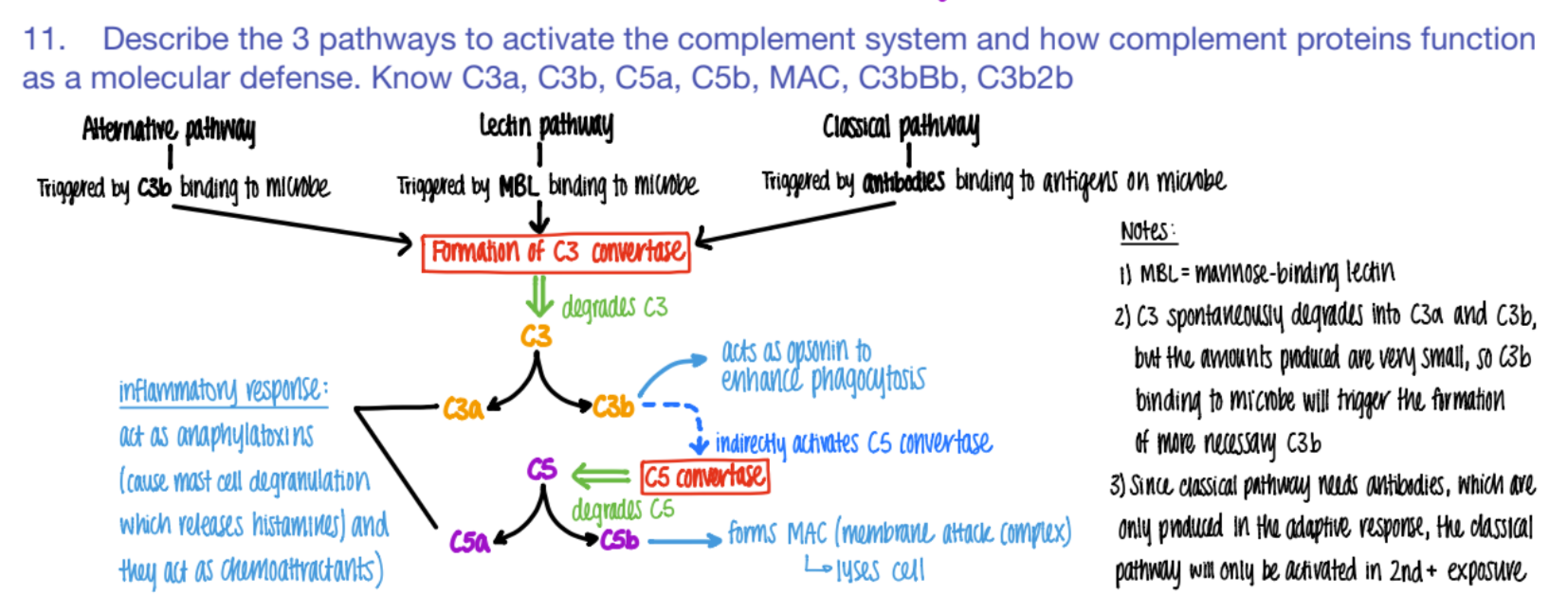 <p>c3!!! </p><p>cause it makes c3a, c3b, and activates c5s </p>