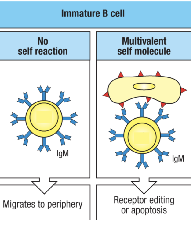 <ul><li><p>immature lymphocytes test their antigen receptors in the bone marrow during development</p></li><li><p>successful BCRs do not bind to common self antigen (ubiquitously common expressed antigens like MHC-I and housekeeping proteins) in the bone marrow environment</p><ul><li><p>this does not include all self antigens in the body, so even if it passes this first test, it has to do another test because it might be reactive to antigens outside the bone marrow</p></li></ul></li><li><p>unsuccessful BCRs rearrange their receptor (receptor editing) one more time and try again before dying (because it took a lot of energy to do this in the first place)</p></li><li><p>clonal deletion is induced apoptosis of self-reactive lymphocytes</p></li></ul><p></p>