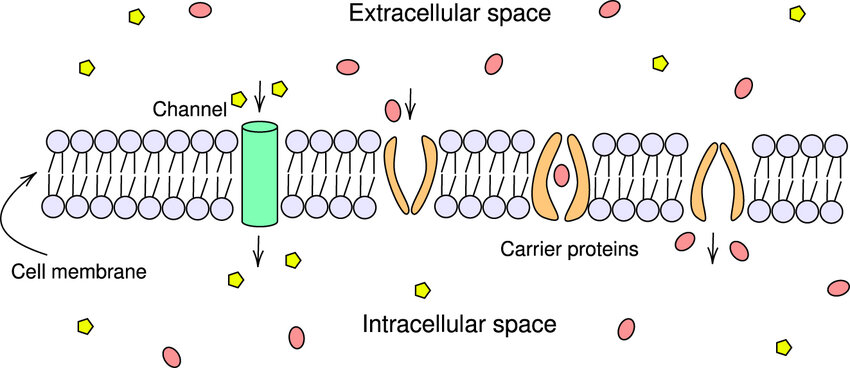 <p>Transport proteins are embedded throughout and across the cell membrane, and <mark data-color="green">function to speed up the movement of substances</mark> into and out of the cell. </p><p>Channel proteins <mark data-color="green">do not bind</mark> to the substances that move through them <mark data-color="green">passively</mark>, <mark data-color="green">with the concentration gradient</mark>. Channel proteins are involved in <strong>diffusion</strong> and <strong>osmosis</strong>, and it is a rapid process. </p><p>An aquaporin is an example of a specialised channel protein; involved in the movement of H<sub>2</sub>O molecules.</p><p>Carrier proteins <mark data-color="green">bind</mark> to specific molecules, and <strong><u>some</u></strong> <mark data-color="green">assist them to move passively</mark> across the membrane <mark data-color="green">with the concentration gradient</mark>. This process is <strong>facilitated diffusion</strong>, which <mark data-color="green">does not require energy</mark>, and is considerably <mark data-color="green">slower</mark> than movement through channel protein.  </p><p><em>A glucose transporter protein (GLUT) is an example of a specialised carrier protein</em>.</p><p><strong><u>Other</u></strong> carrier proteins are protein pumps which <mark data-color="green">bind to</mark> selected substances, <mark data-color="green">particularly ions</mark>, and move them <mark data-color="green">against the concentration gradient</mark>, <mark data-color="green">using energy</mark> from the breakdown of ATP. <strong>This is active transport</strong>.</p>