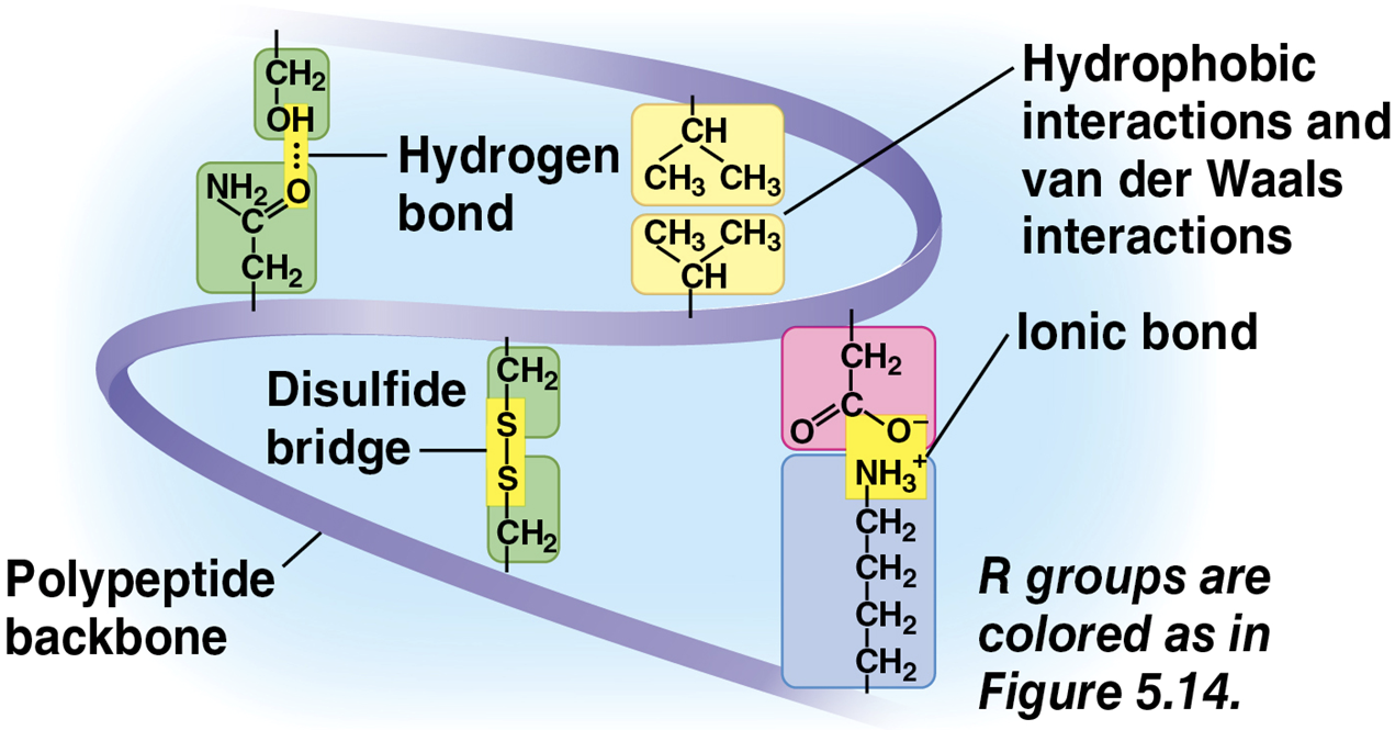 <ul><li><p><strong><u>the overall shape of a polypeptide, results from interactions between R groups</u></strong>, rather than interactions between backbone constituents</p><ul><li><p>these interactions include <strong><u>hydrogen bonds, ionic bonds, hydrophobic interactions, and van der Waals interactions</u></strong></p></li></ul></li></ul><ul><li><p>strong covalent bonds called <strong><u>disulfide bridges</u></strong> may reinforce the protein’s structure</p></li></ul><p></p>
