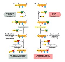 <p>Reaction could not proceed because there would be no high energy bond to cleave</p>