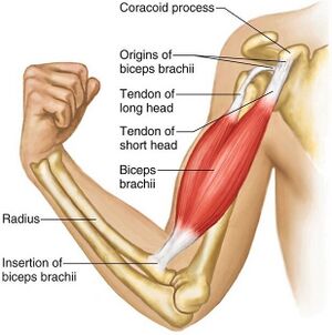 <p>Origin: Coracoid process and supra glenoid tubercle</p><p style="text-align: start">Insertion: Radial tuberosity</p><p style="text-align: start">Action: Flexes elbow, supinates hand and wrist </p>