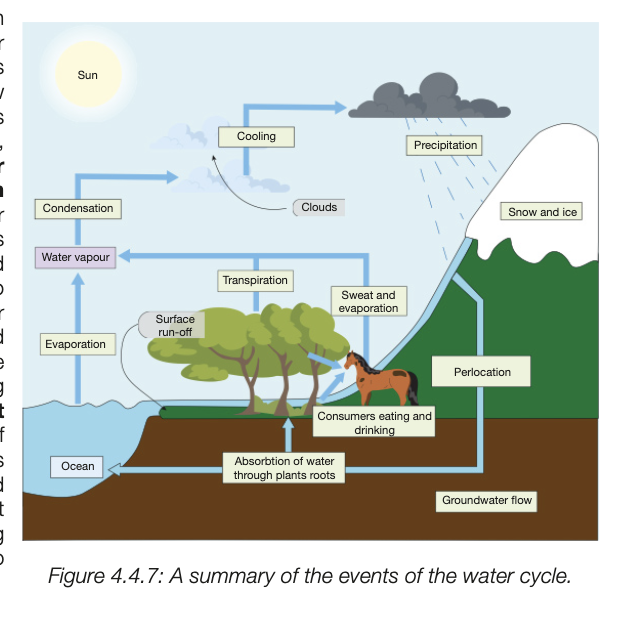 <ul><li><p>water form oceans lakes etc evaporate and turn into water vopour, rise into atmosphere</p></li><li><p>transpiratoin form terrestrial plants also release water vapour</p></li><li><p>vaporu cooles and condenses into clouds (condensation)</p></li><li><p>water falls back to earth as precipitaion&nbsp;</p></li><li><p>some of it flows over land as runofff and reutrn to bodies of water, some infiltrates ground and replenishs groundwater</p></li><li><p>snow and ice can also melt and runoff or pelocate to groundwater</p></li><li><p>plants and animals do their thing wtih water&nbsp;</p></li></ul><p></p>