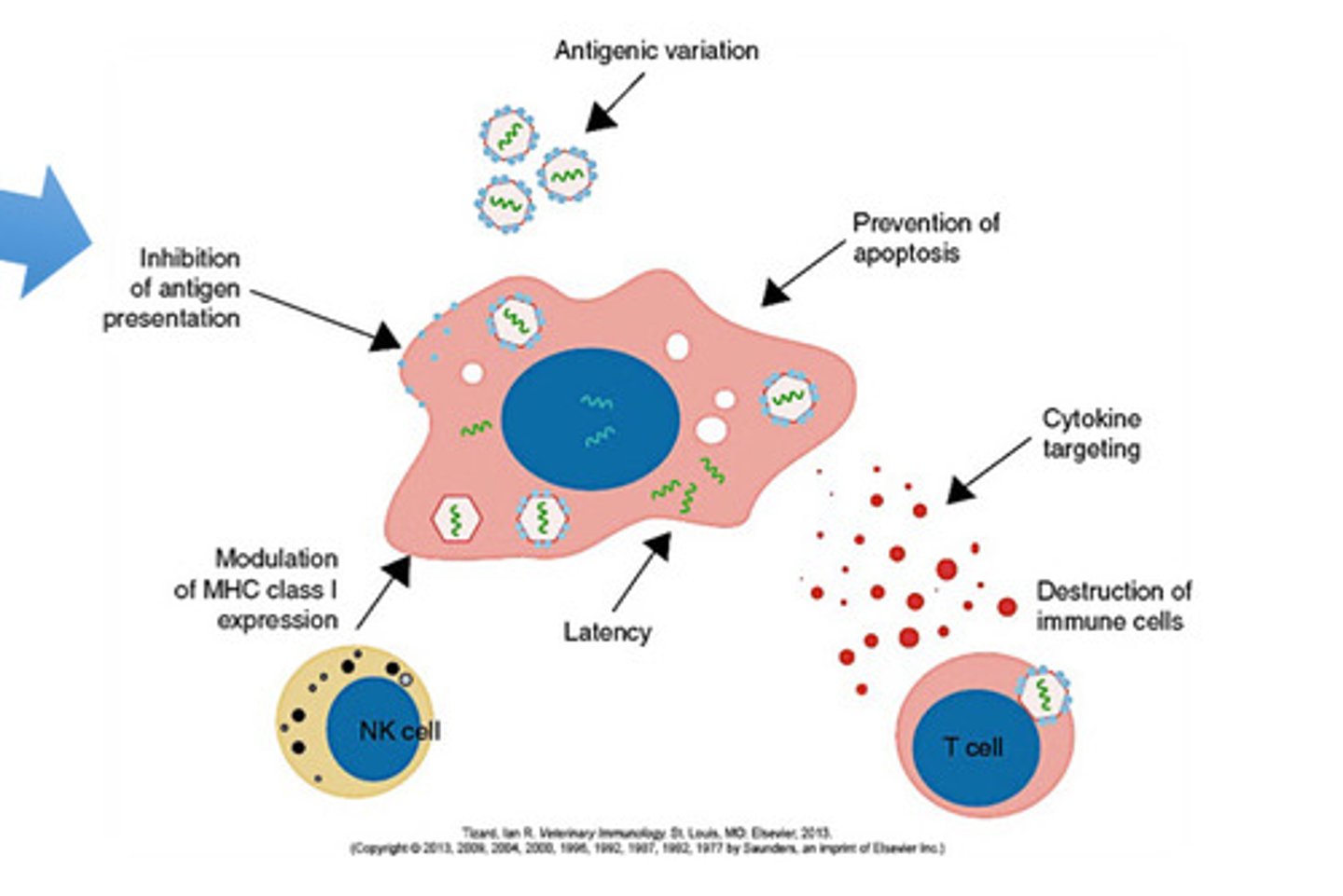 <p>-reduction of transcription of MHC genes</p><p>-block TAP function and transport of pepties into ER which inhibits proeosomal degradation of viral proteins</p><p>-inhibit intracellular transport of MHC class l alpha chains</p><p>-prevent delivery of loaded MHC to cell surface</p>