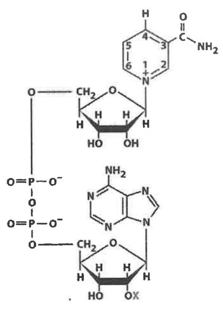 <p>NAD+</p>