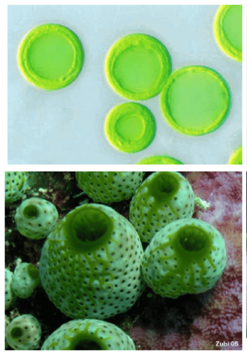 <p>Prochloron; has associations within tunicates</p>
