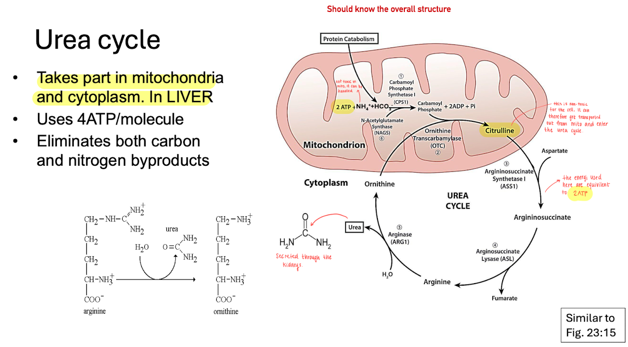 <ul><li><p>Urea cycle occurs in the liver, nitrogen is transported as <strong>alanine</strong> in the blood into the liver. Alanine (which is a AA) then acts as the alpha-AA to start the urea formation.  </p></li></ul><p></p><p><strong>Urea cycle </strong></p><ul><li><p>Takes place in the mitocondria matrix &amp; cytoplasm in the liver cells. </p></li></ul><ul><li><p>Uses 4 ATP / molecule</p></li><li><p>Eliminates carbon and nitrogen byproducts. <br></p></li><li><p>the urea cycle is lined to the gluconeogensis process (where glucose is produced). </p></li></ul><p></p>