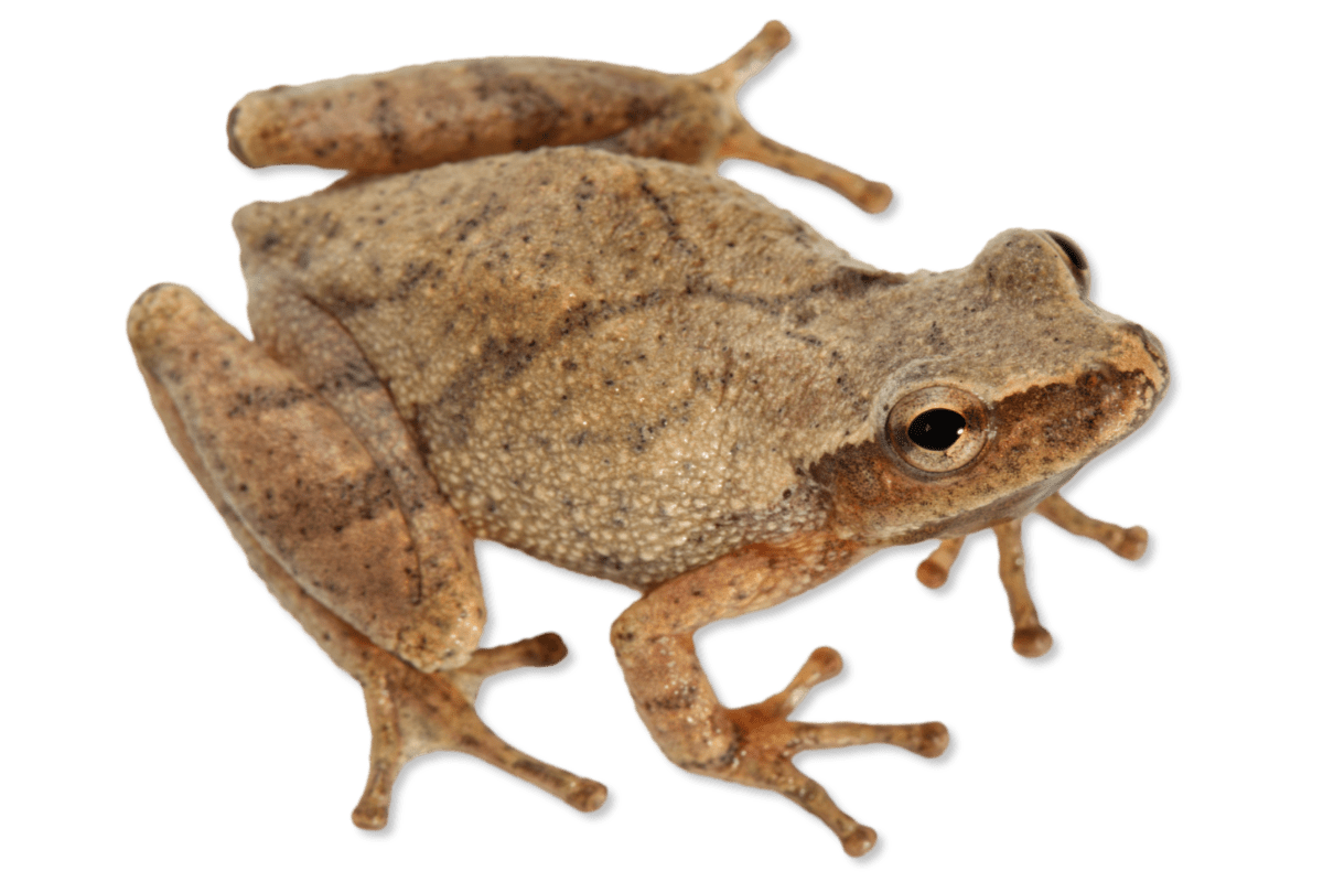 Spring Peeper
