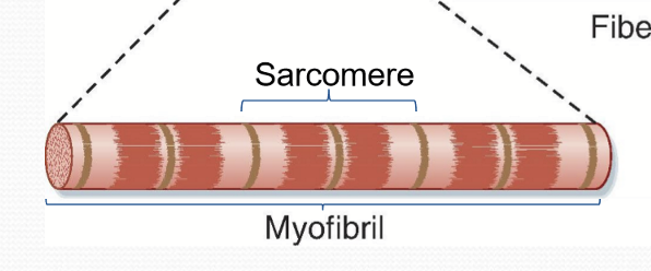 <p>Sarcomere </p>