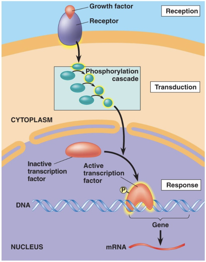<p><span style="background-color: transparent; font-family: "Proxima Nova", sans-serif;"><span>Turn transcription of DNA on/off or regulate activity of proteins in cytoplasm.</span></span></p>