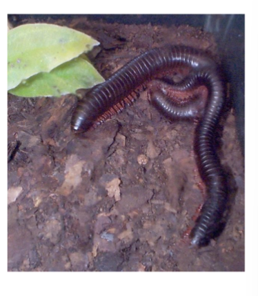 <p>in arthropod subphylum myriapoda, millipedes, 2 pairs of legs, slow moving herbivores</p>