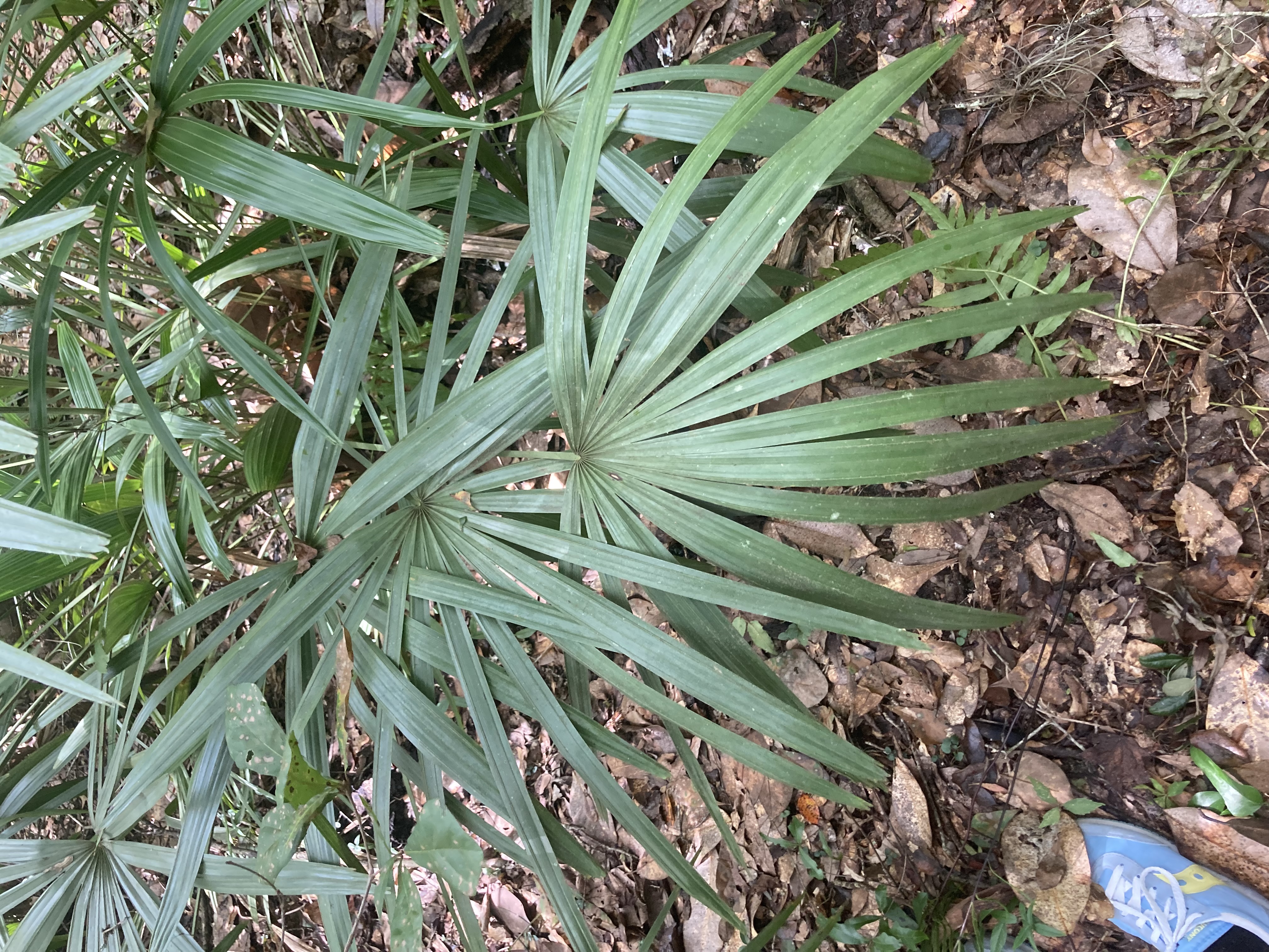 <p>What is this plant?</p>