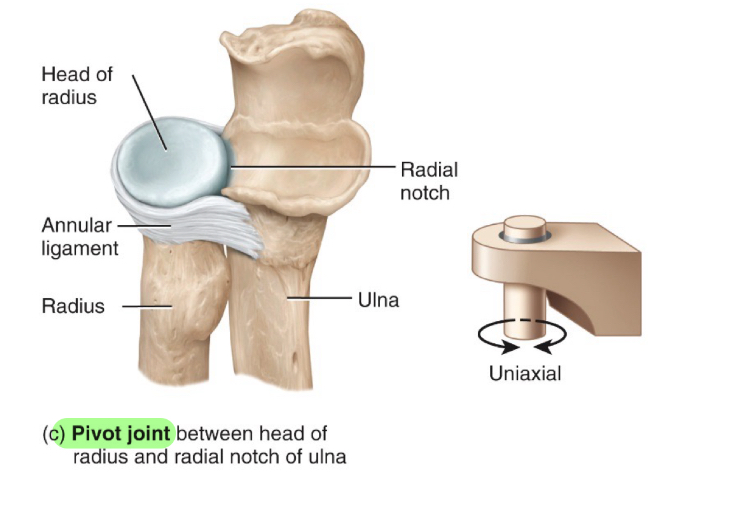 <ul><li><p>rounded or pointed surface fits into ring formed by bone n ligament</p></li><li><p>Rotation</p></li></ul><p></p>