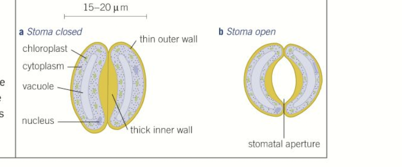 <ul><li><p>pairs on leaf surfaces form small openings called stomata </p></li><li><p>necessary for co2 to enter </p></li><li><p>when they lose water and become less swollen as a result of osmotic forces they change shape and the stoma closes to prevent further water loss</p></li><li><p>cell wall thicker on one side- symmetrically doesn’t change </p></li></ul>