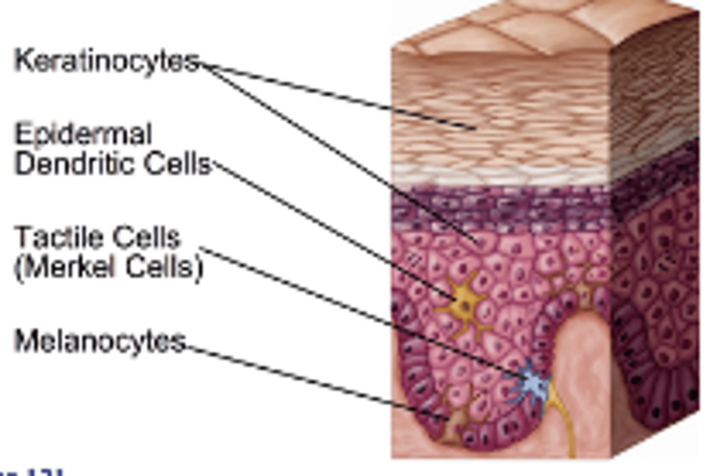 <p>- Also called Langerhans cells</p><p>- Originate in bone marrow</p><p>- Migrate to epidermis as part of body's defense against disease</p>