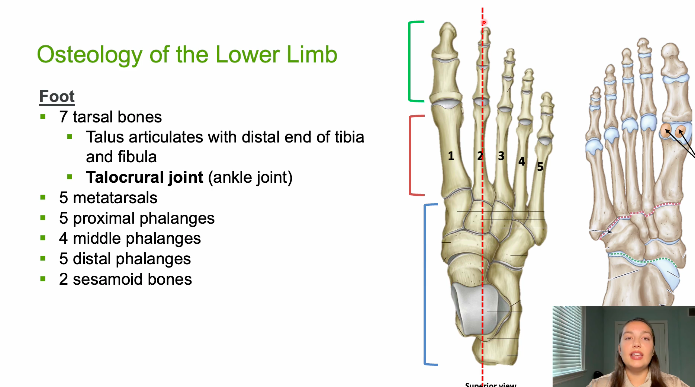 <p>how many metatarsals do we have </p>