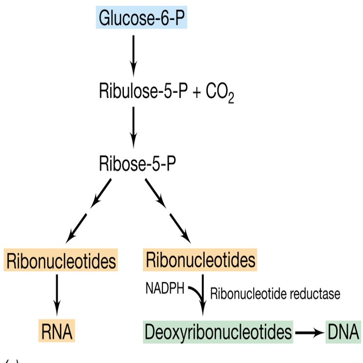 Nucleotide anabolism

\
Phosphogluconate pathway

\
Pentose phosphate pathway

\
Hexose monophosphate shunt