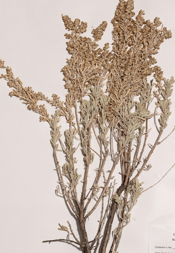 <p>What is this plant’s scientific name?</p>