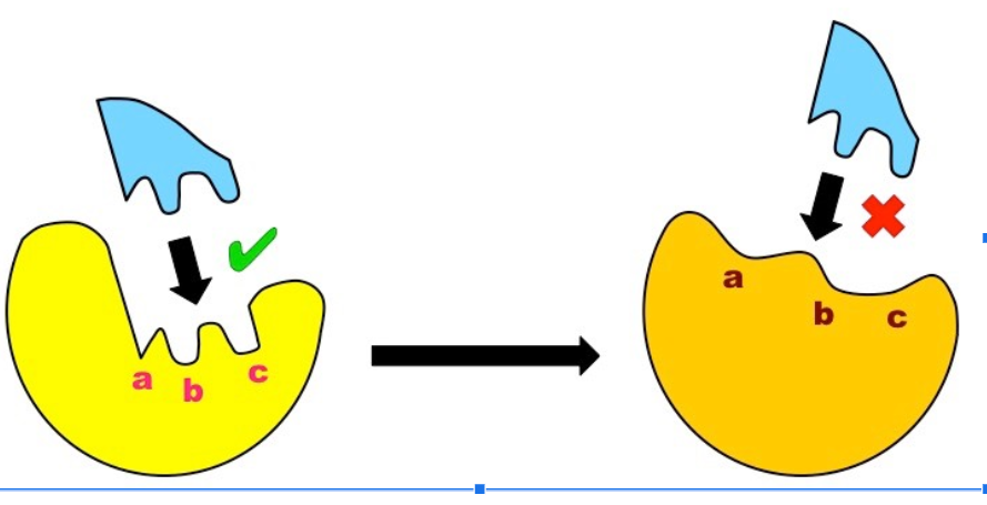 <p>when an enzyme’s shape changes</p>