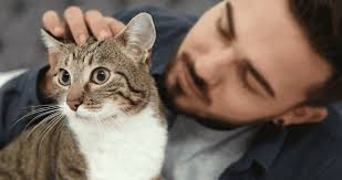 <p>cat</p>