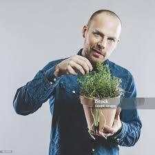 <p>oregano</p>