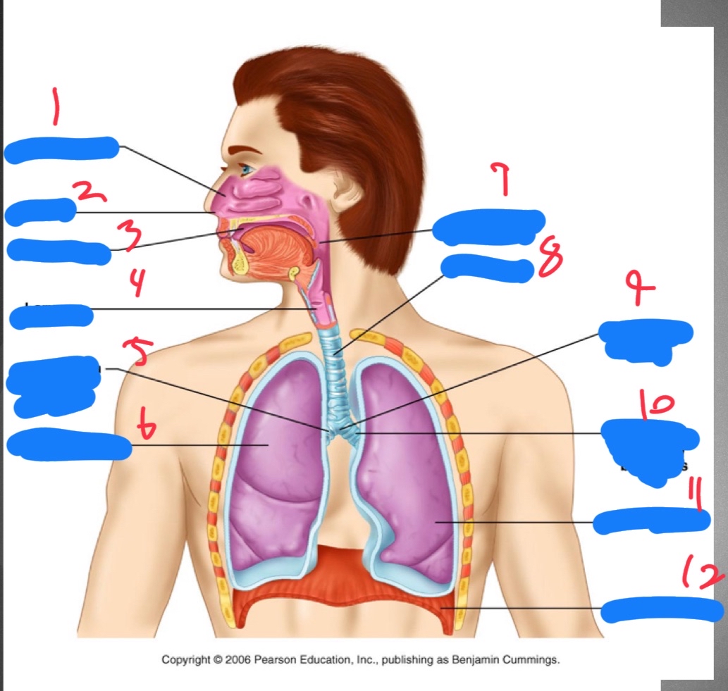 <p>11</p>