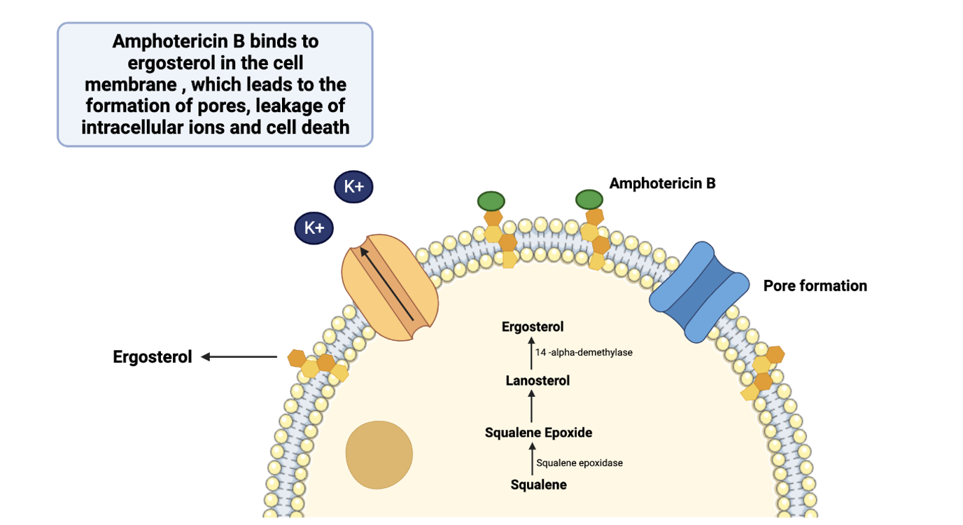 <p>Amphotercin B binds to ergosterol in the parasite cell membrane, which leads to the formation of pores and leakage of K+ out of the cell, leading to cell death.</p>