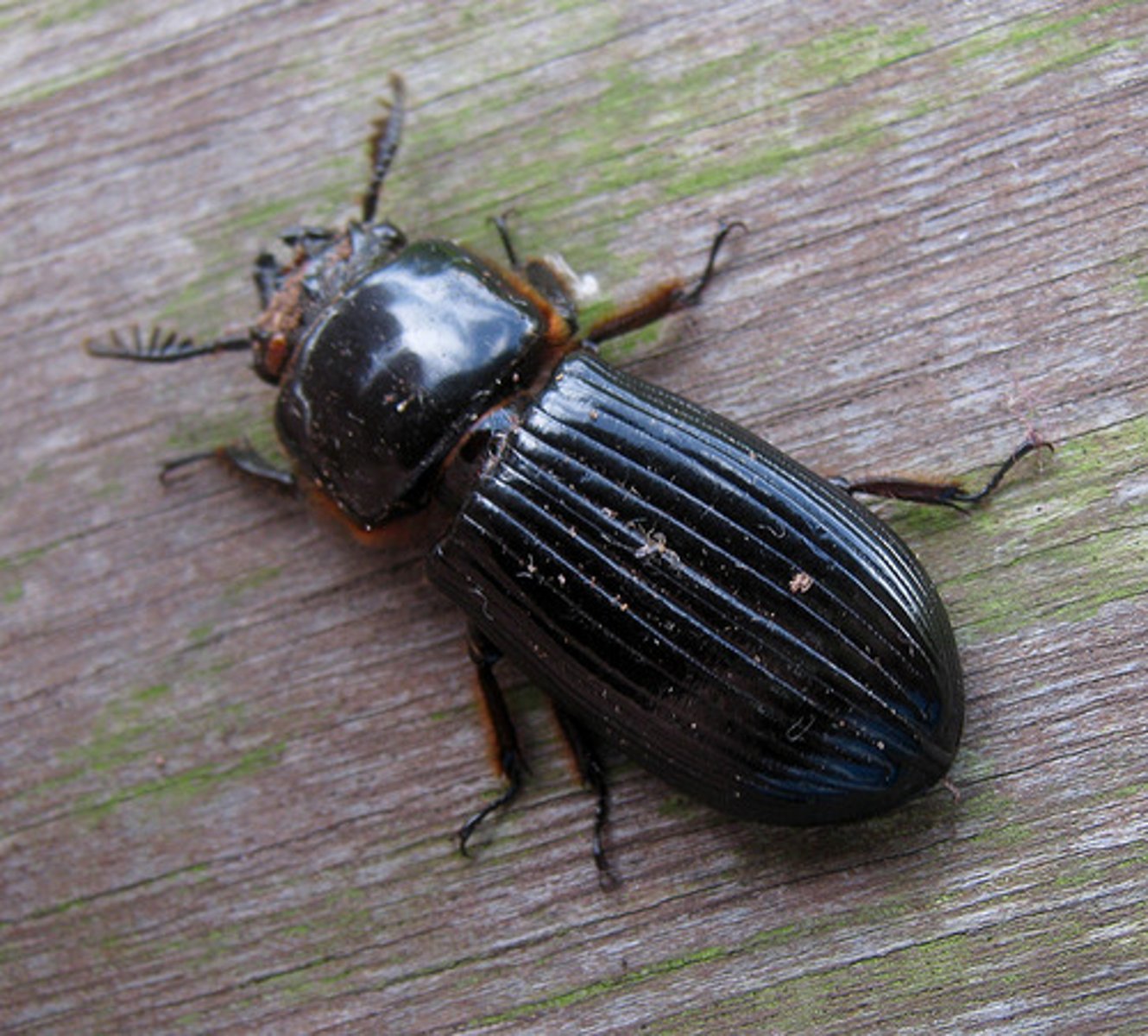 knowt flashcard image