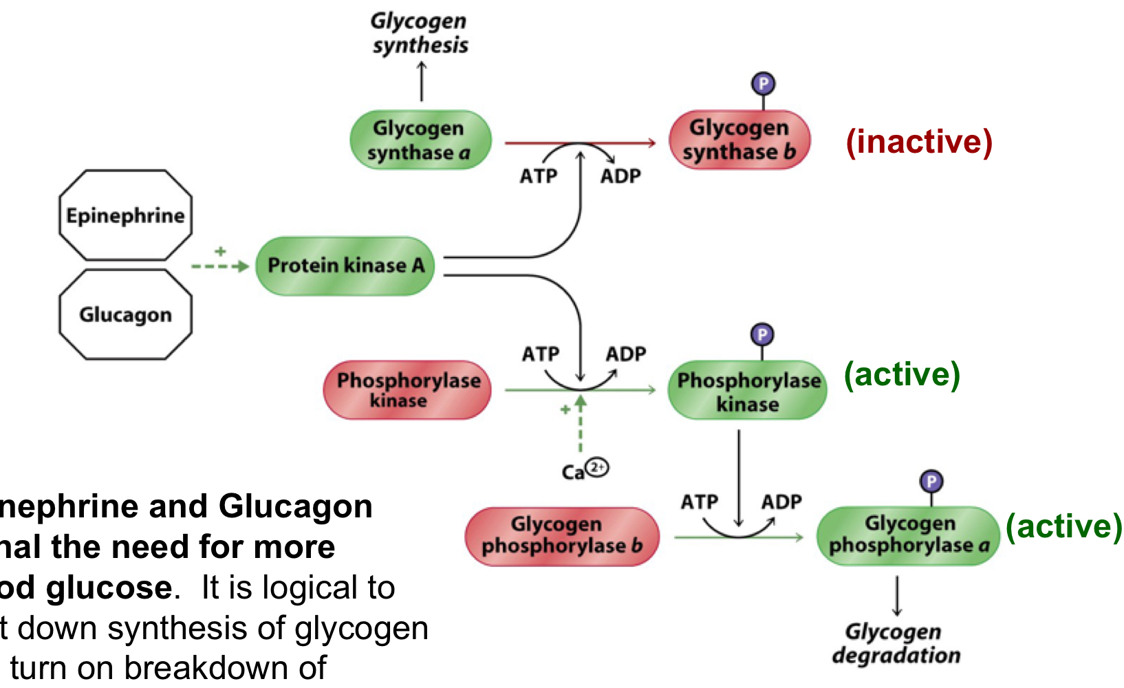 epinephrine and glucagon signal the need for more blood glucose

it’s logical to shut down synthesis of glycogen and turn on breakdown of glycogen to help restore blood glucose

activate PKA, which shifts glycogen synthase a to b (inactivating it), activates phosphorylase kinase, which then activates glycogen phosphorylase b by shifting it to a, causing glycogen degradation