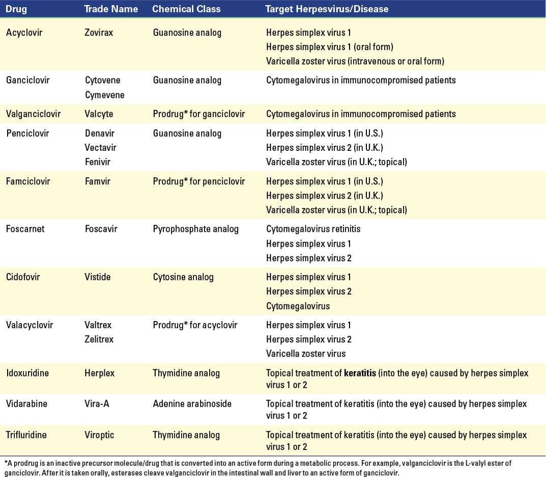 <p>Nucleotide analogs (chain terminators), inhibited herpesvirus encoded dna pol</p>