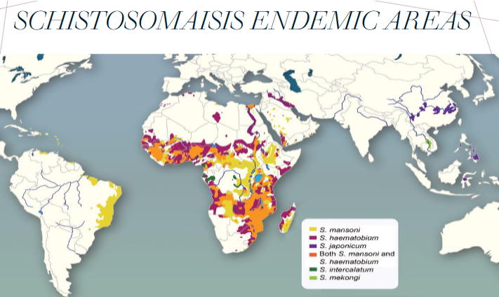 <ul><li><p><span>200-300 million people infected worldwide</span></p><ul><li><p><span>In Egypt, ~20% of the population is infected, some villages have 85% infection rates</span></p></li><li><p><span>Only about 10% of those infected have serious disease</span></p></li><li><p><span>Half of the remaining people have symptoms</span></p></li></ul></li><li><p><span>In parts of Africa: a rite of male passage into sexual maturity is the development of blood red urine, equated with female menstruation</span></p><ul><li><p><span>Result of bladder infection</span></p></li></ul></li></ul><p></p>