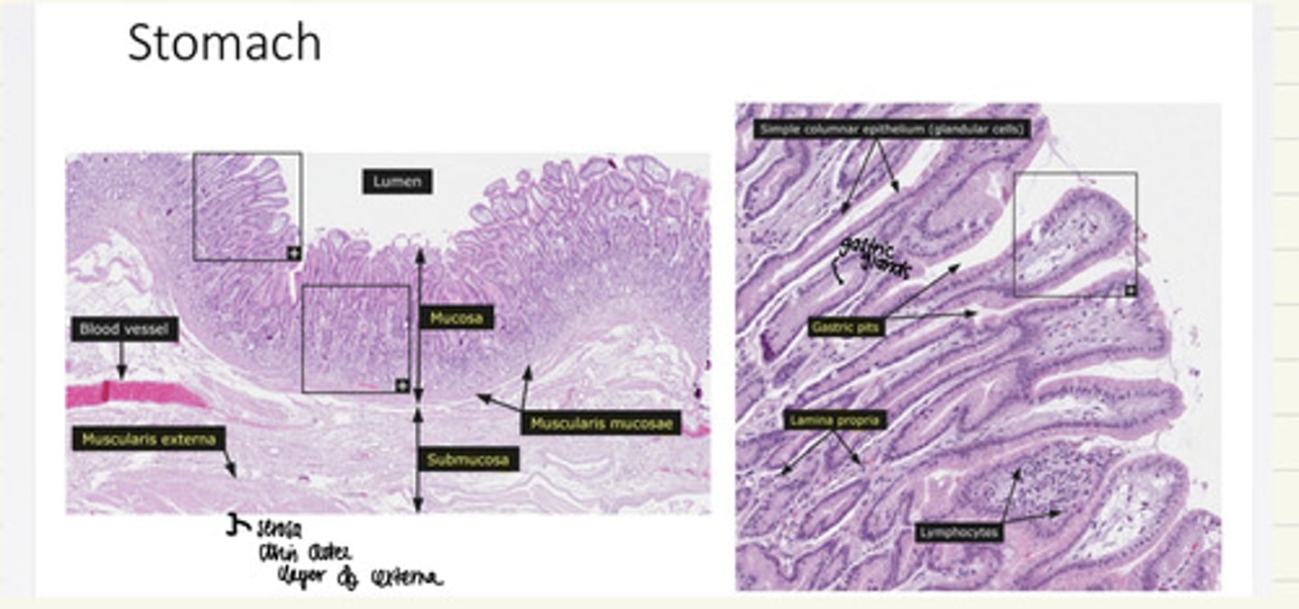 <p>Mucosa</p><p>- gastric pits</p><p>- gastric glands</p><p>- lamina propria</p><p>Submucosa</p><p>Muscularis Externa</p><p>Serosa</p><p>Rugae **</p>