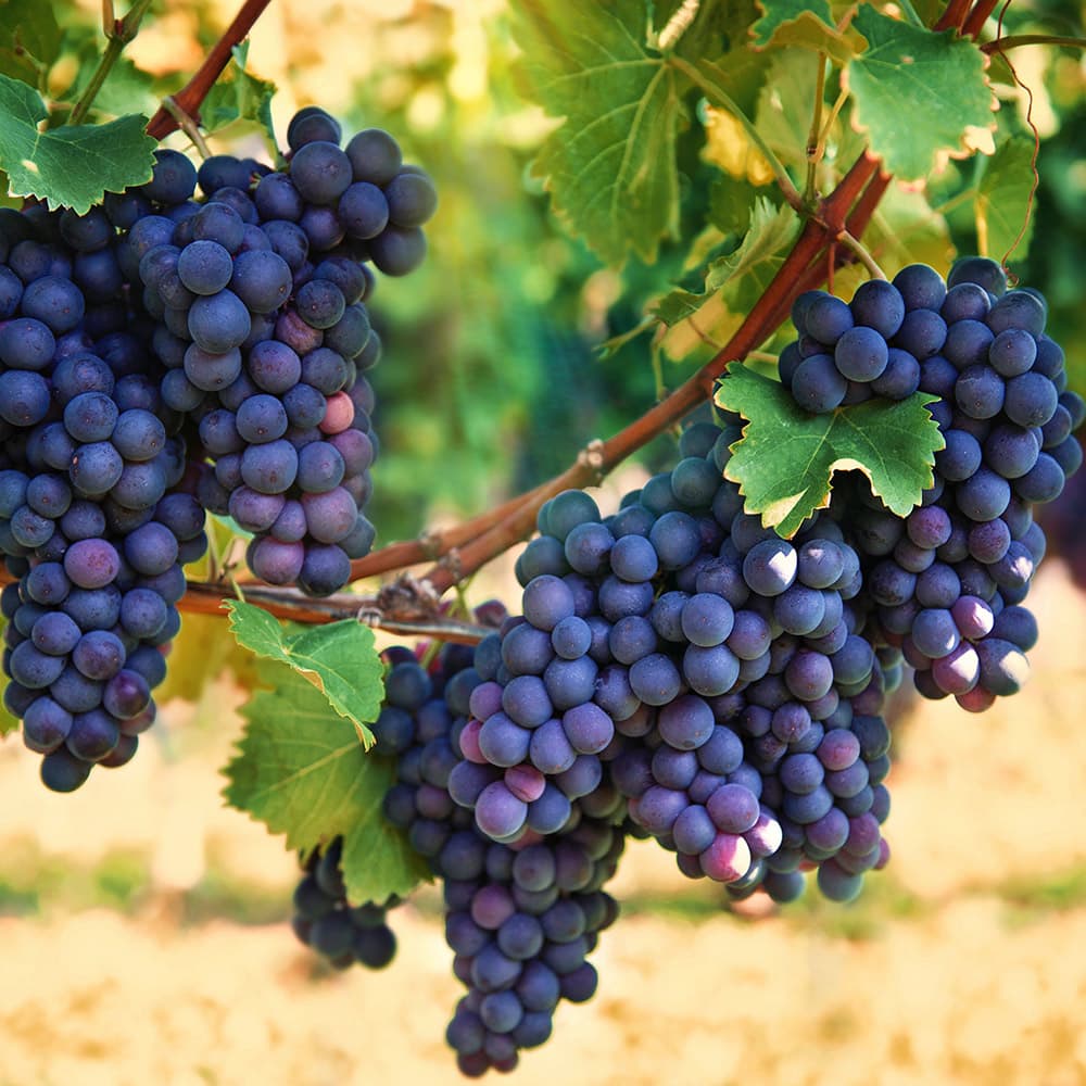 <p><span>a </span>small<span>, round, </span>purple<span> or </span>pale<span> </span>green<span> </span>fruit<span> that you can </span>eat<span> or make into </span>wine</p>