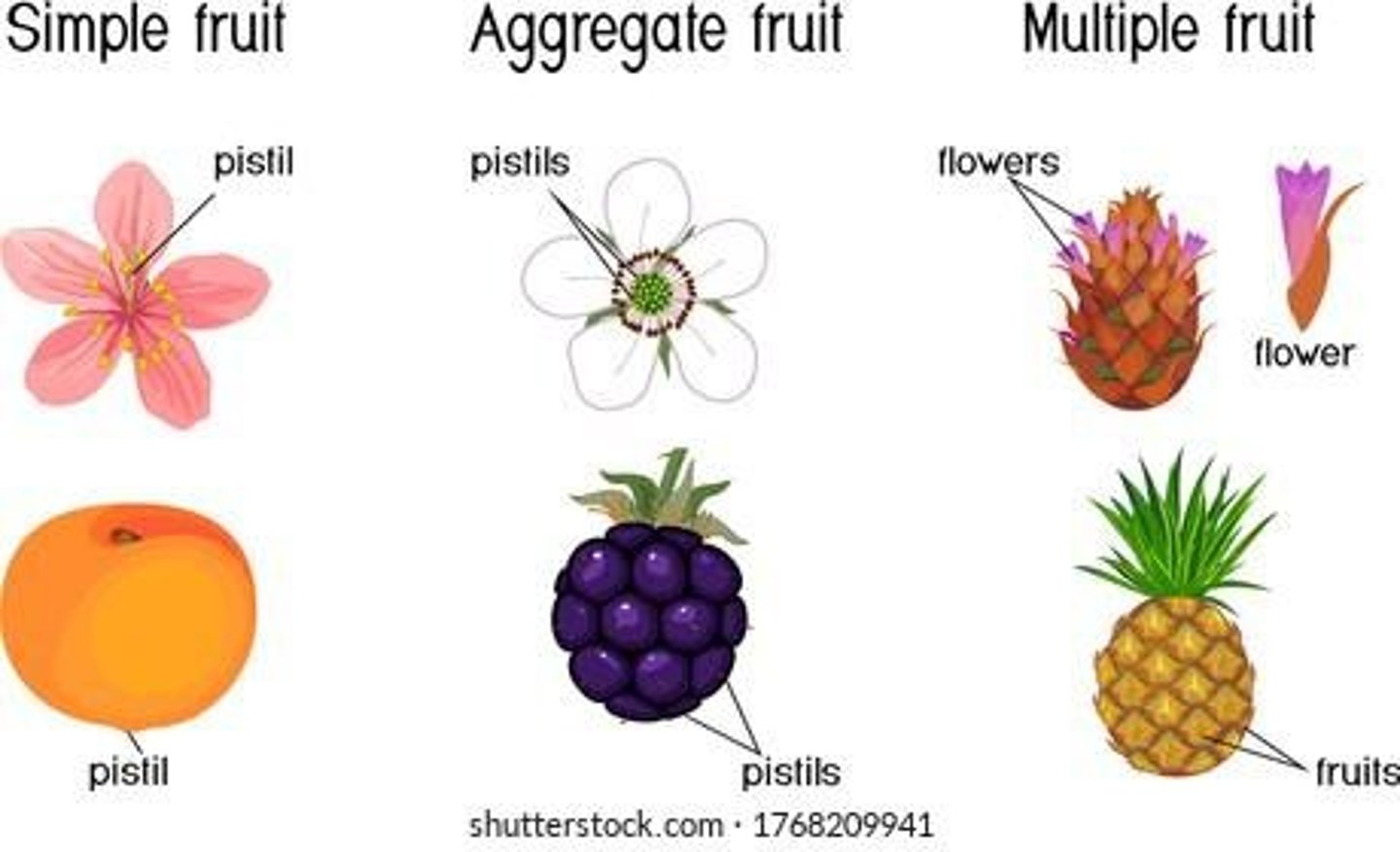 <p>Fruits with a stone or pit enclosing the seed, e.g., peaches and plums.</p>