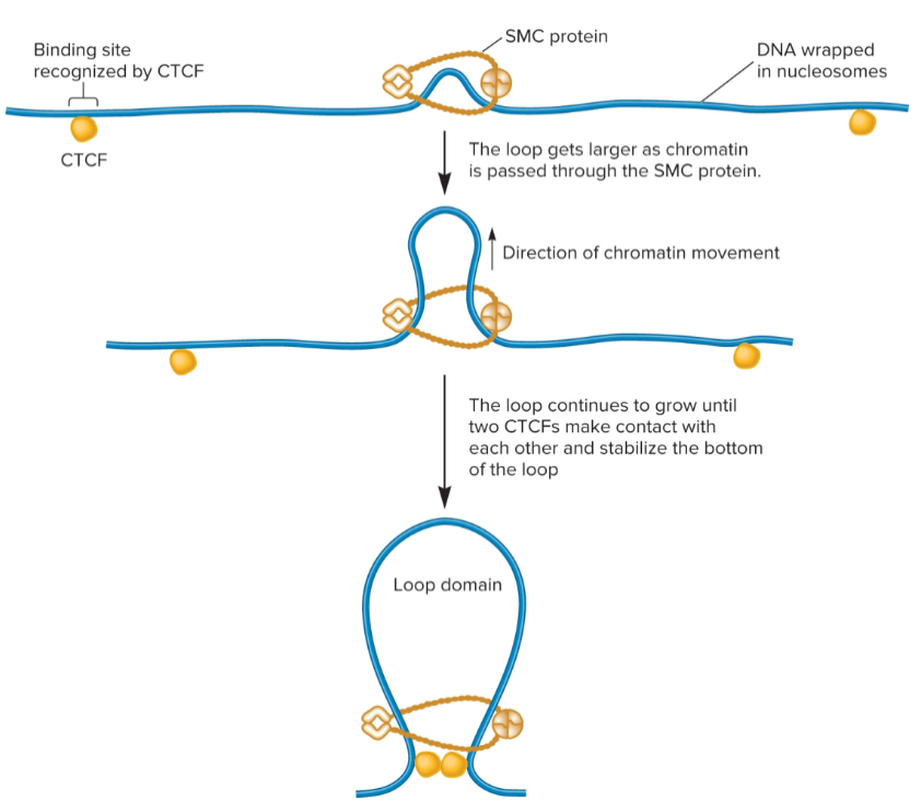 <ul><li><p>forms a dimer that can wrap itself around 2 DNA segments and promote formation of a loop</p></li><li><p><span>use energy from ATP to catalyze loop formation</span></p></li></ul><p></p>