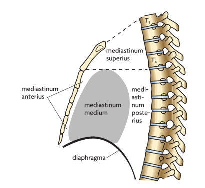 <p>Hvordan opdeles brystskillevæggen?</p>