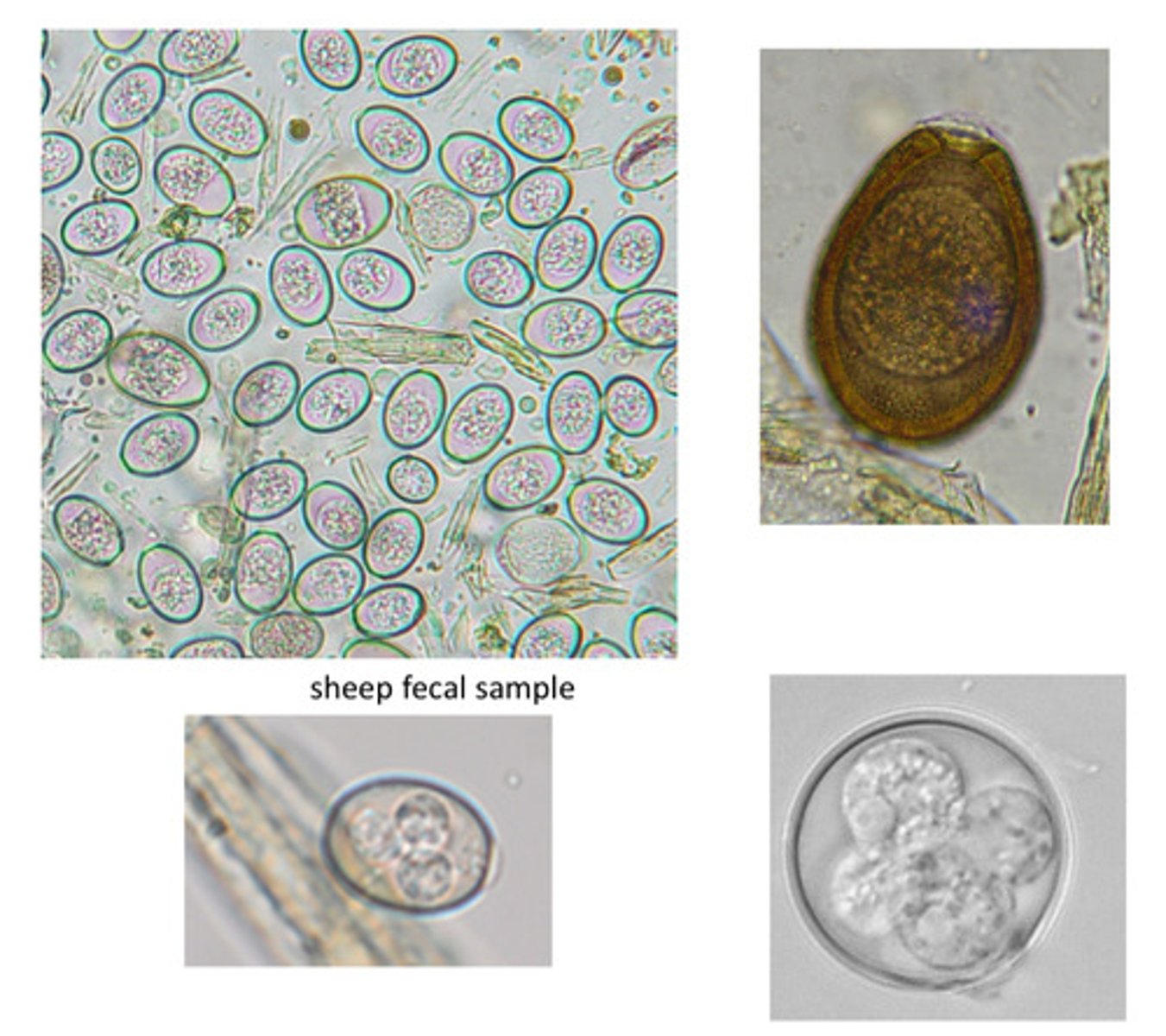 <p>ID the following parasite sp. (different animals)</p>