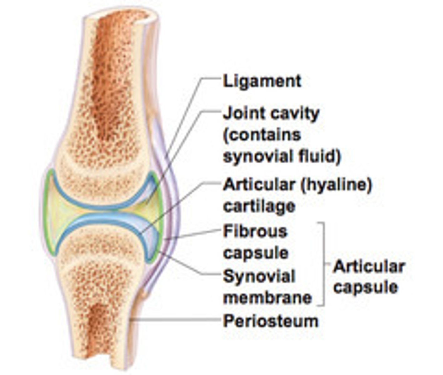<p>1. articular cartilage</p><p>2. joint cavity</p><p>3. articular capsule</p><p>4. synovial fluid</p><p>5. reinforcing ligaments</p><p>6. nerves and blood vessels</p>
